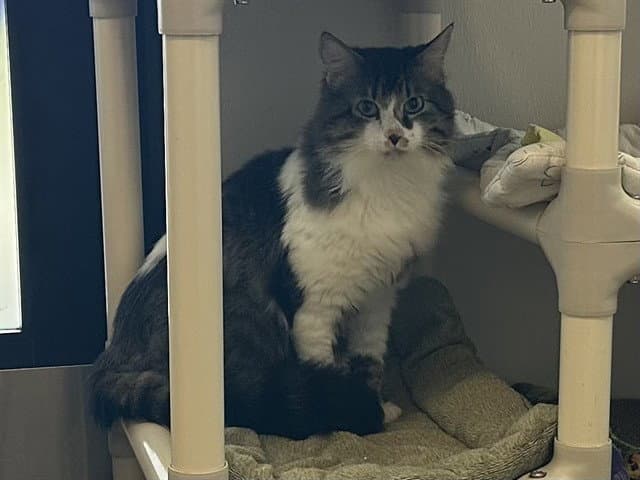 Wiley - Domestic Long Hair