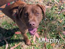 Murphy image 1