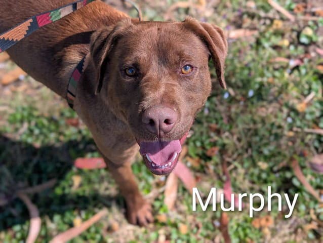 Murphy - Labrador Retriever