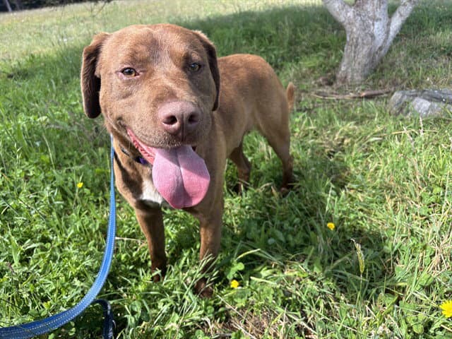 Murphy - Labrador Retriever
