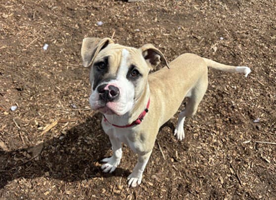 Gravy - Pit Bull Terrier
