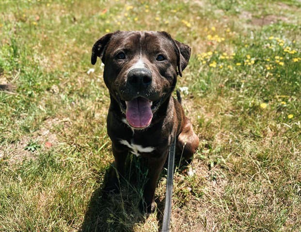 Captain - Pit Bull Terrier