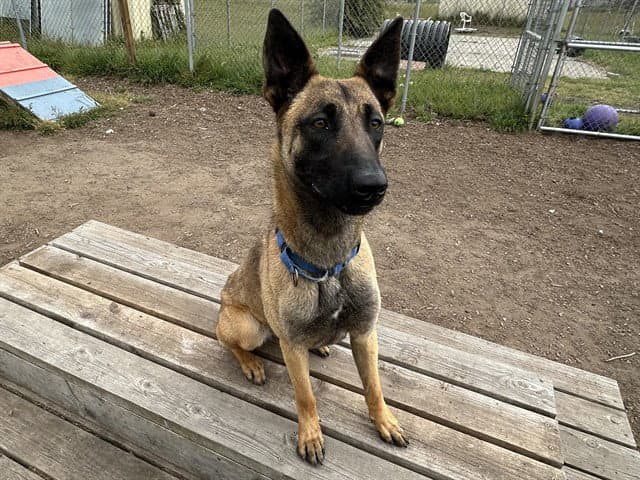Sparrow - Belgian Shepherd Malinois