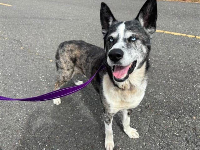 Blue - Akita