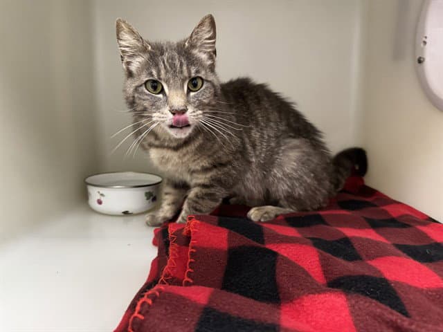 Poppy - Domestic Short Hair