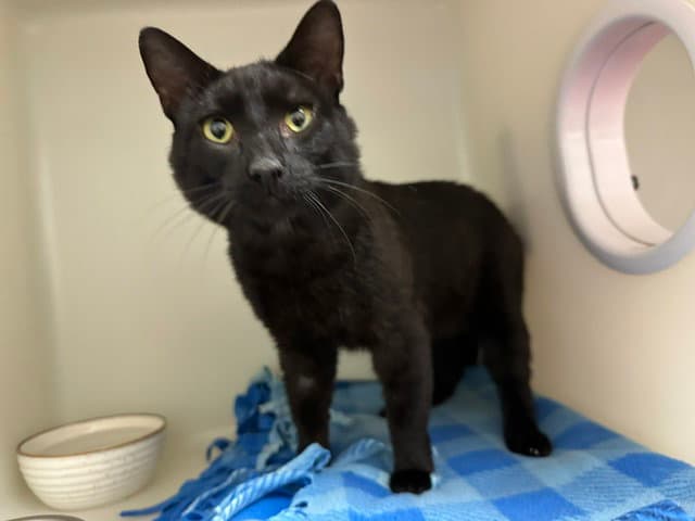 Denzel - Domestic Short Hair