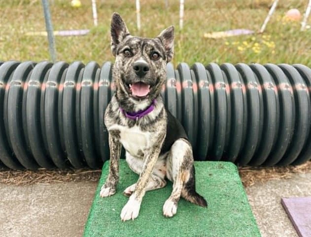 Licorice - Dutch Shepherd