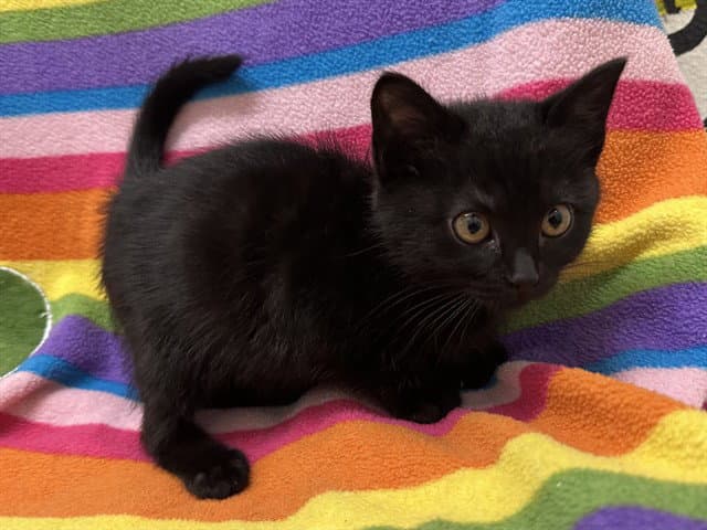 Jessie - Domestic Short Hair