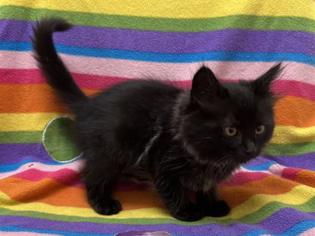 Woody - Domestic Long Hair