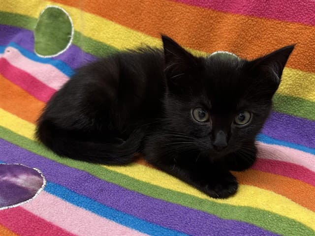 Slinky - Domestic Medium Hair