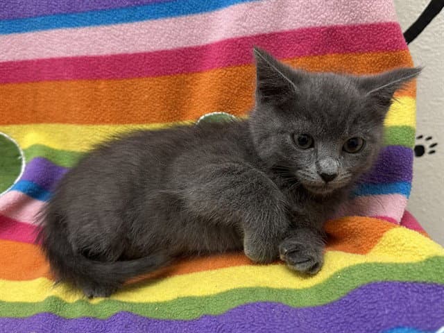 Rex - Domestic Short Hair
