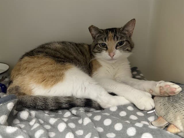 Cake - Domestic Short Hair