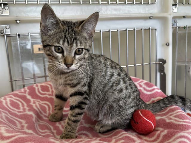 Dexter - Domestic Short Hair