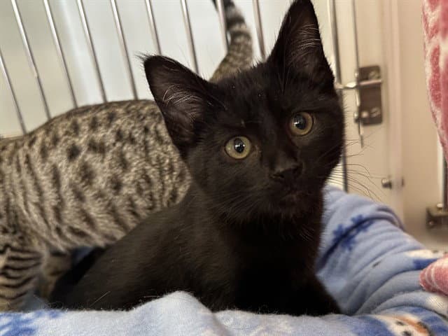 Dee Dee - Domestic Short Hair
