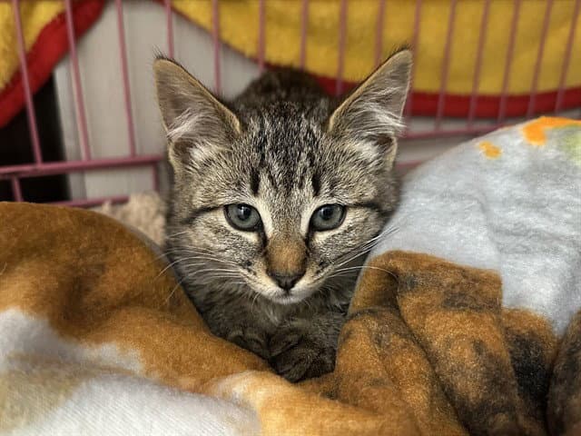 Zelda - Domestic Short Hair