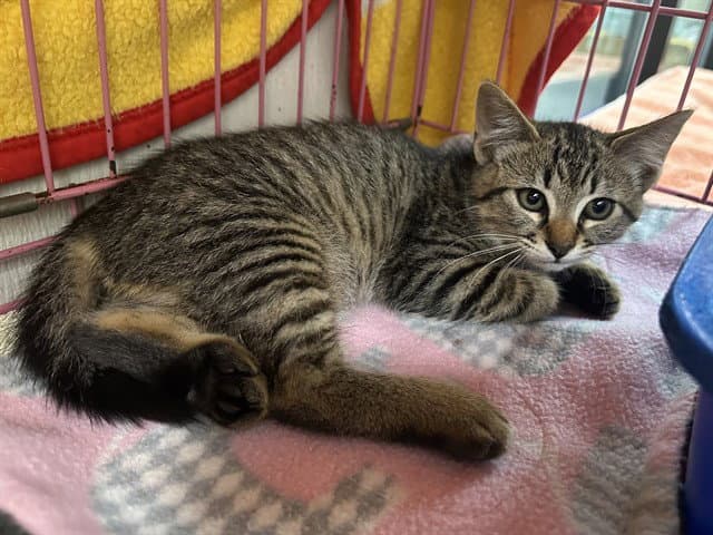 Link - Domestic Short Hair