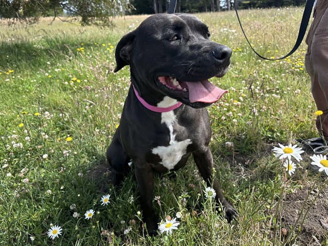 Misha - Pit Bull Terrier