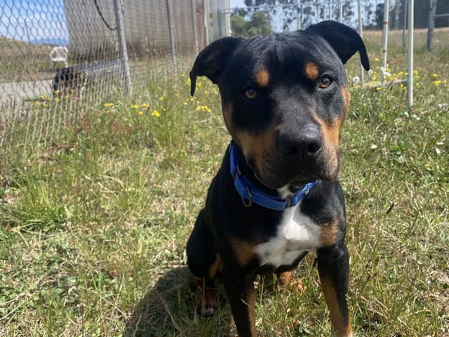 Rooster - Pit Bull Terrier