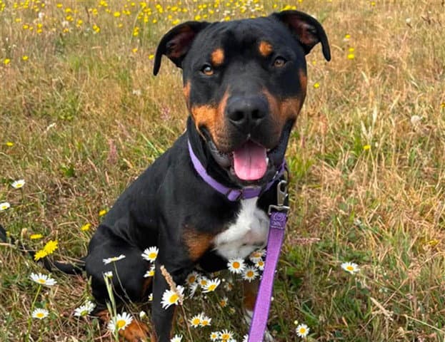 Rooster - Pit Bull Terrier