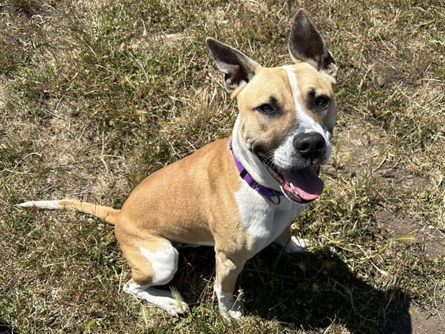 Jasper - Pit Bull Terrier
