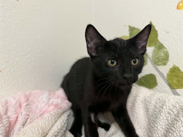 Onyx - Domestic Short Hair