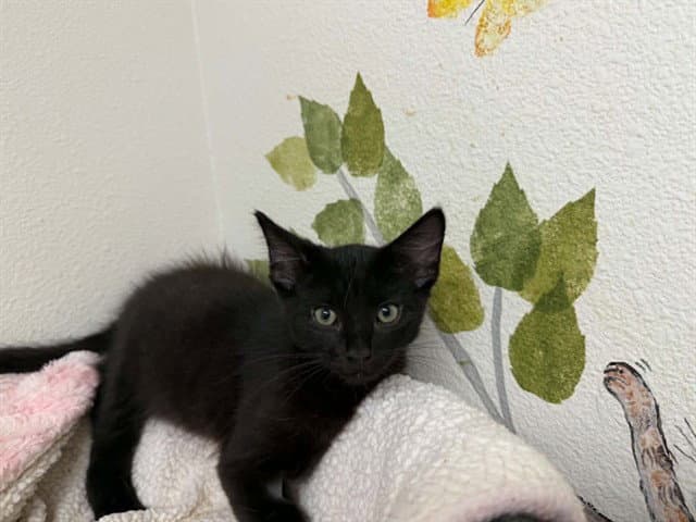 Ebony - Domestic Short Hair