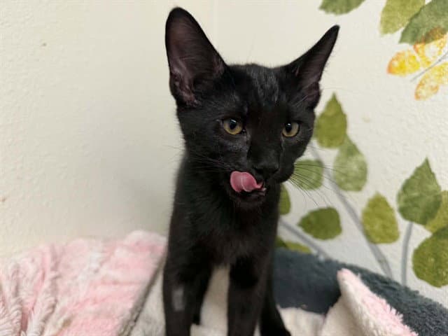 Midnight - Domestic Short Hair
