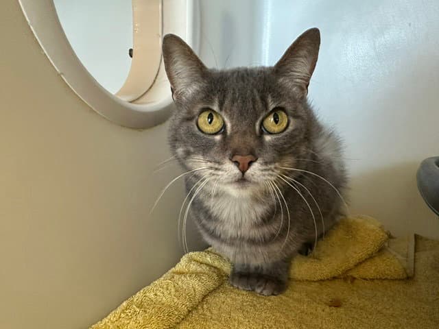Ollie - Domestic Short Hair