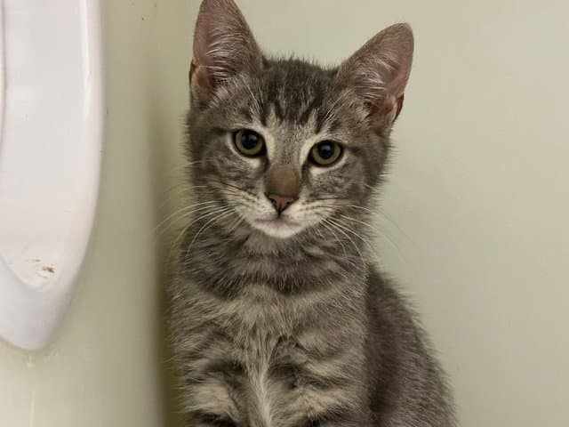 Garbanzo - Domestic Short Hair