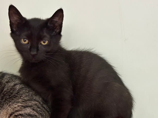 Navy - Domestic Short Hair