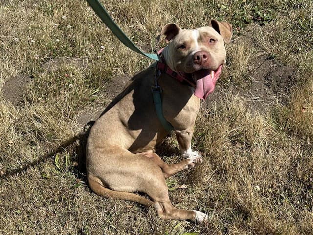 Quiche - Pit Bull Terrier
