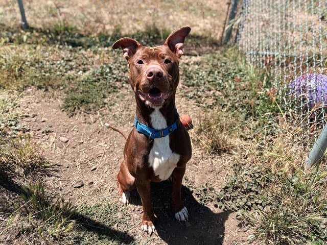 Brooks - Pit Bull Terrier