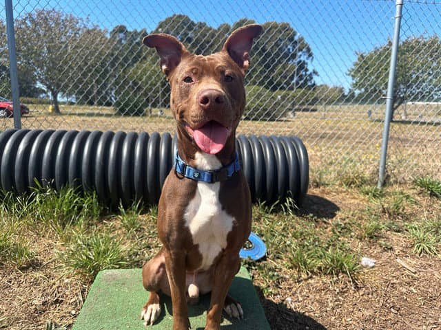 Brooks - Pit Bull Terrier
