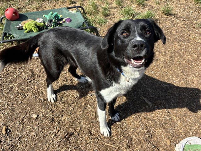 Casey - Border Collie
