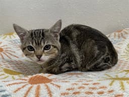 Phoebe image 1