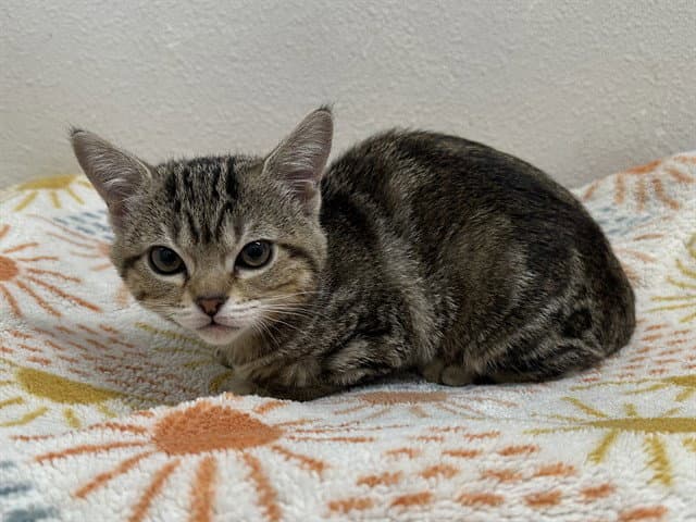 Phoebe - Domestic Short Hair