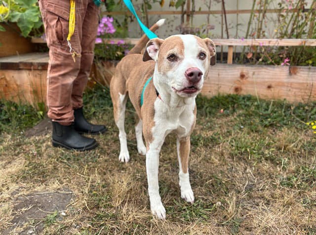 Atlas - Pit Bull Terrier