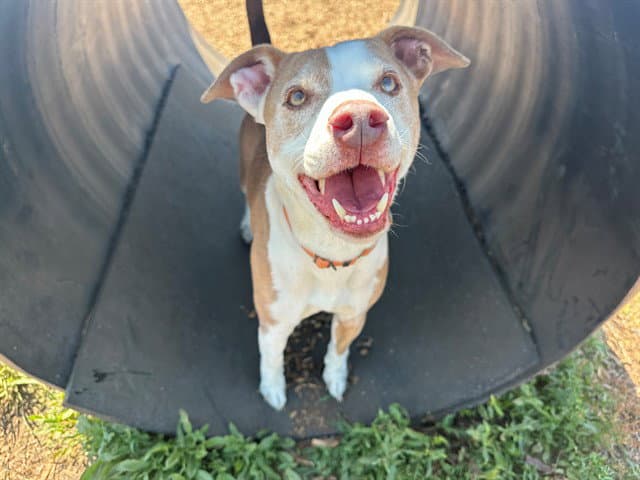 Atlas - Pit Bull Terrier