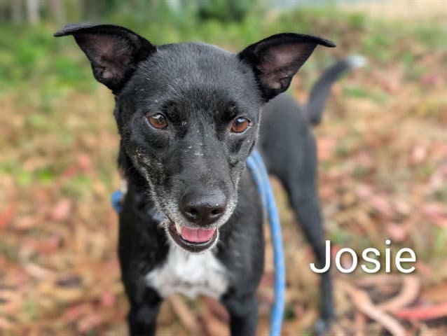 Josie - Australian Cattle Dog/Blue Heeler