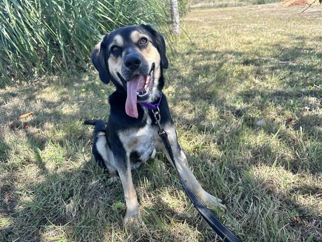 Finn - Black and Tan Coonhound