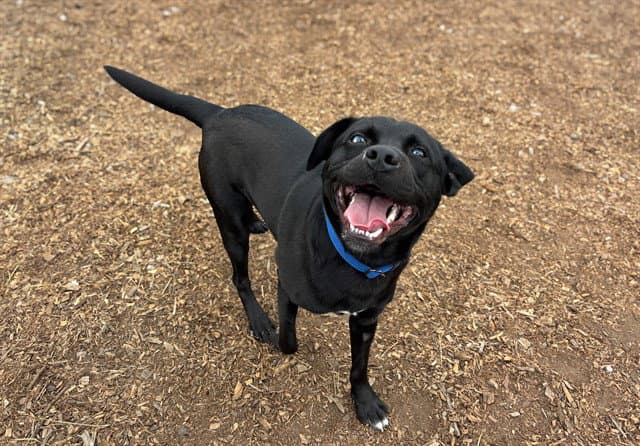Cosmo - Labrador Retriever