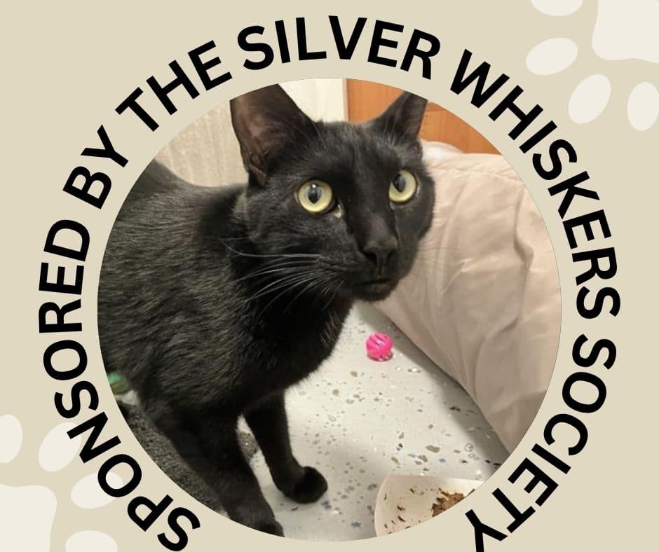 Pepper - Domestic Short Hair