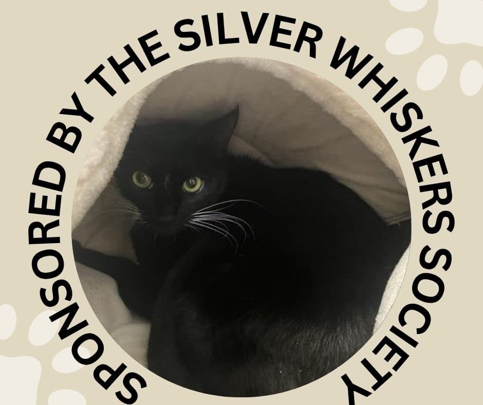 Bootsie - Domestic Short Hair