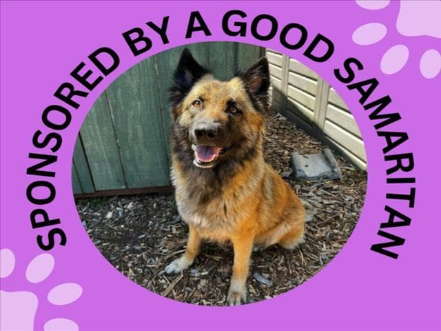 Heidi - Belgian Shepherd Tervuren