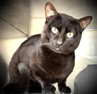 Julio - Domestic Short Hair