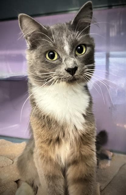 Nina - Domestic Medium Hair