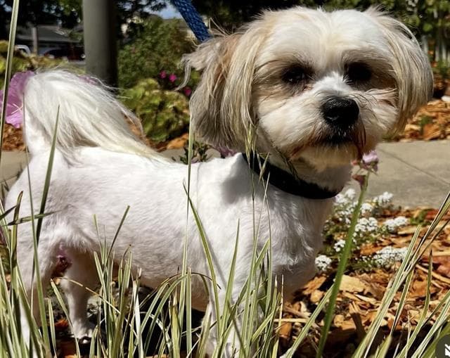 Voltaire - Lhasa Apso
