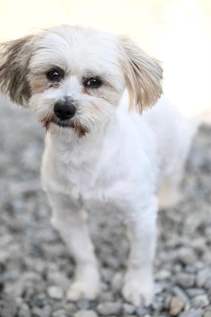Voltaire - Lhasa Apso