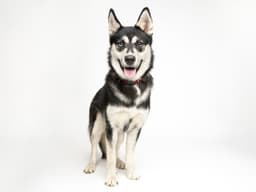 Lulu image 1