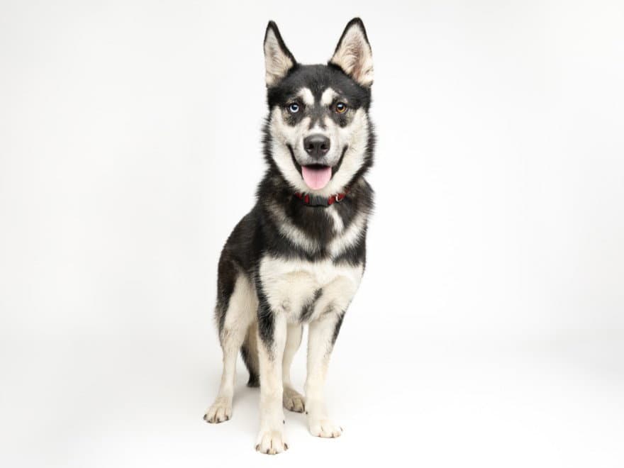 Lulu - Siberian Husky